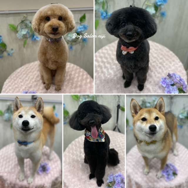 本日のお客様