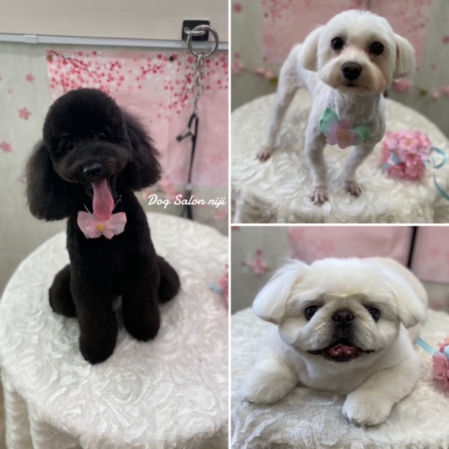 本日のお客様
