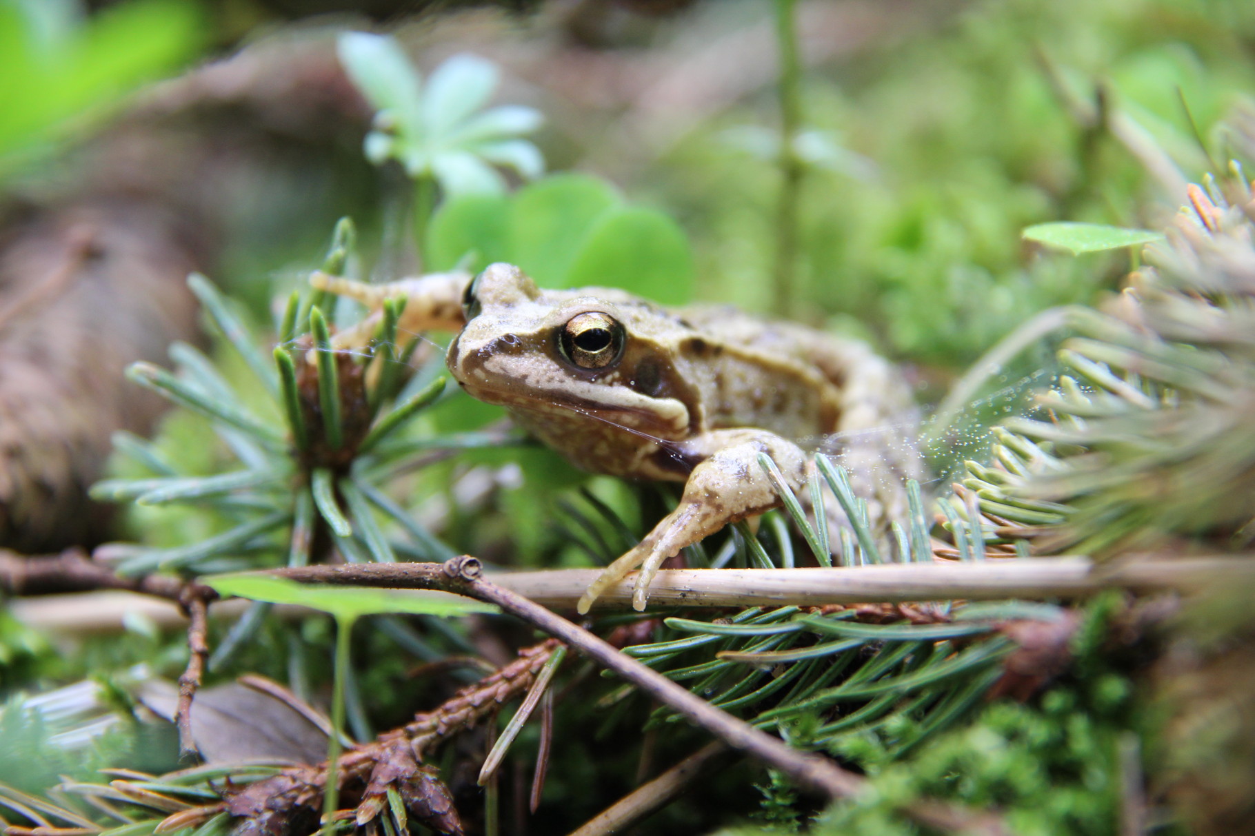 Wildlife
