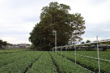 Okutomi-en  farm