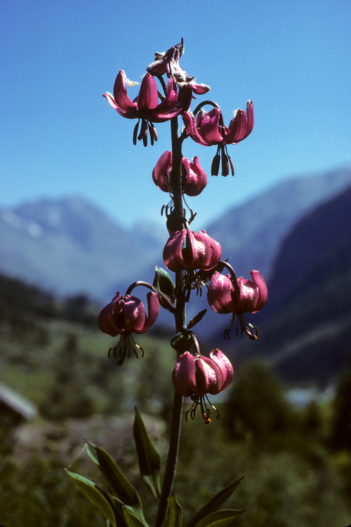 Türkenbund-Lilie  Lilium martagon