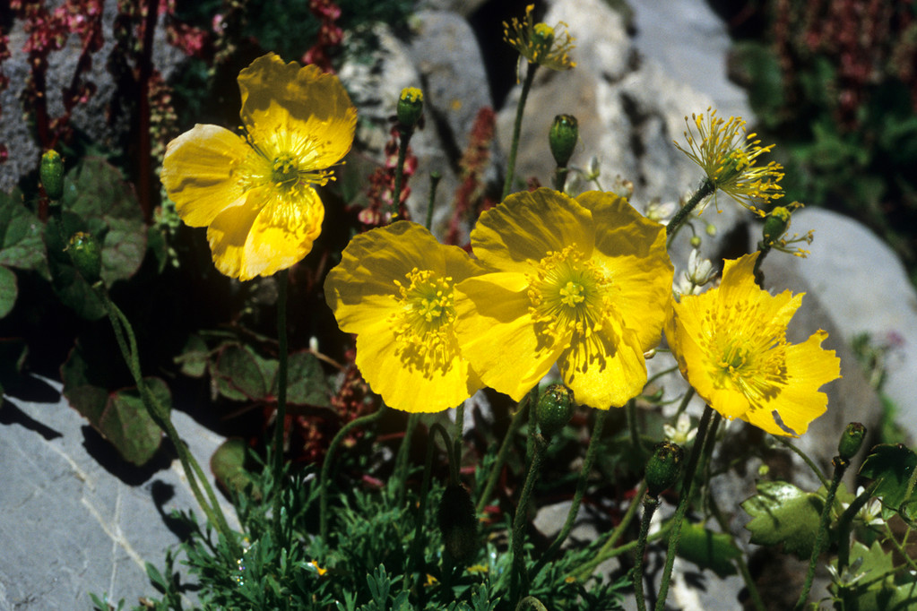 Gelber Alpenmohn  Papaver rhaeticum