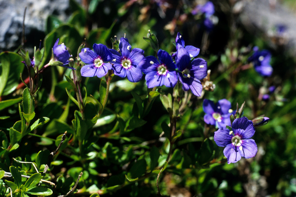 Felsen-Ehrenpreis  Veronica fruticans