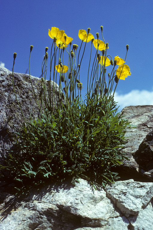 Alpen-Mohn  Papaver alpinum