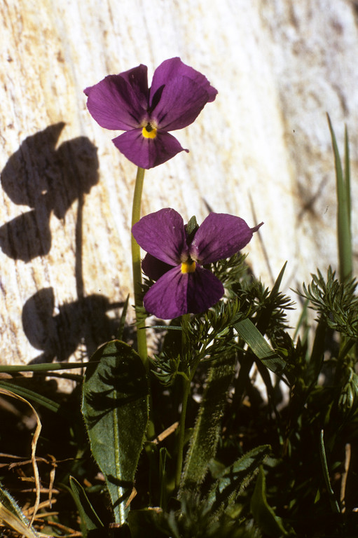 Veilchen  Viola calcarata