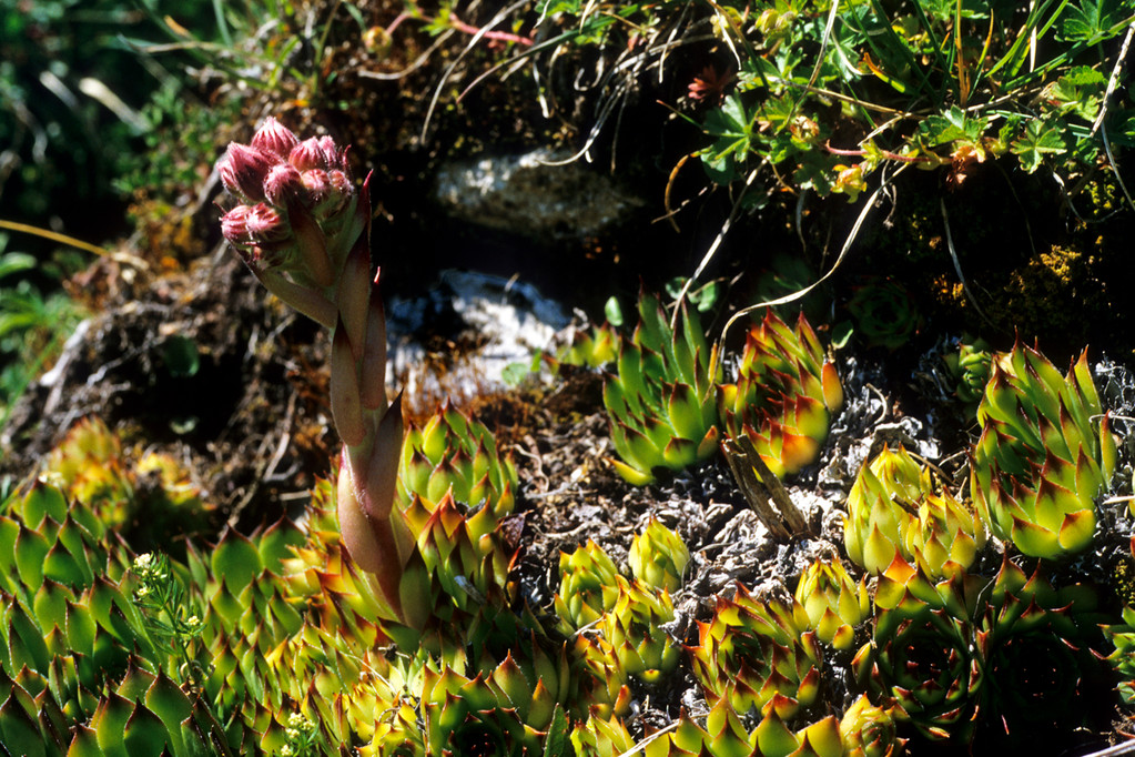 Dach-Hauswurz  Sempervivum tectorum