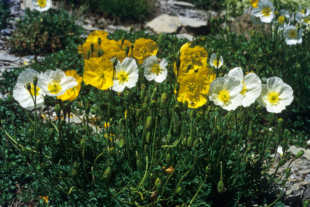 Alpen-Mohn  Papaver alpinum