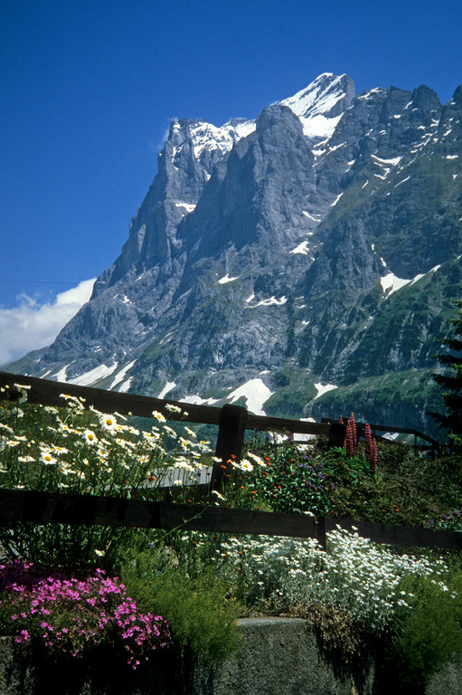 Garten mit Wetterhorn  3701m
