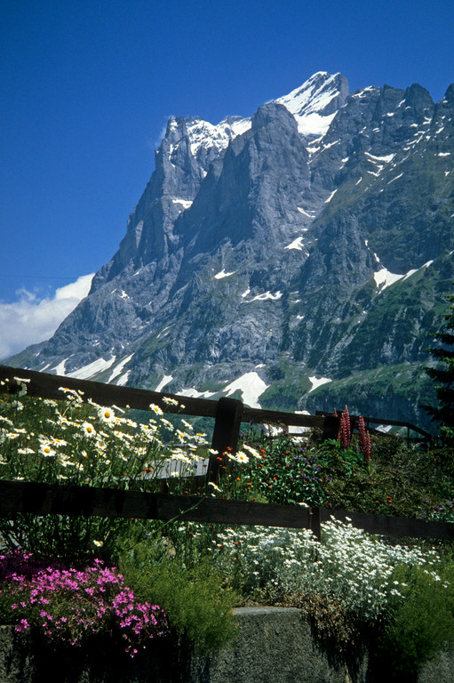 Garten mit Wetterhorn  3701m