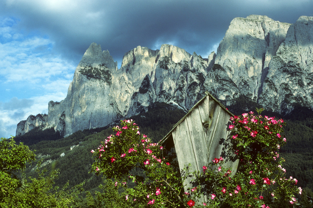 Alpen-Heckenrose  Rosa pendulina  - Dolomiten -