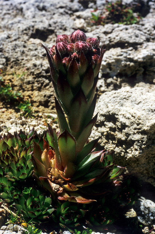 Dach-Hauswurz  Sempervivum tectorum