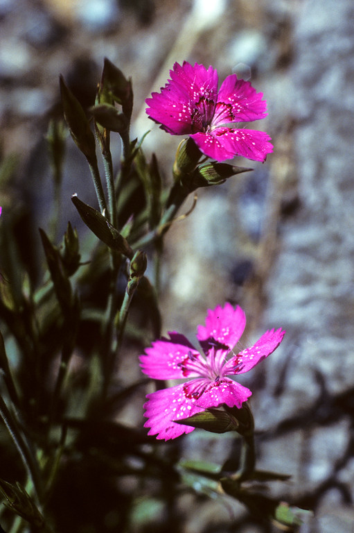 Alpen-Nelke  Dianthus alpinus