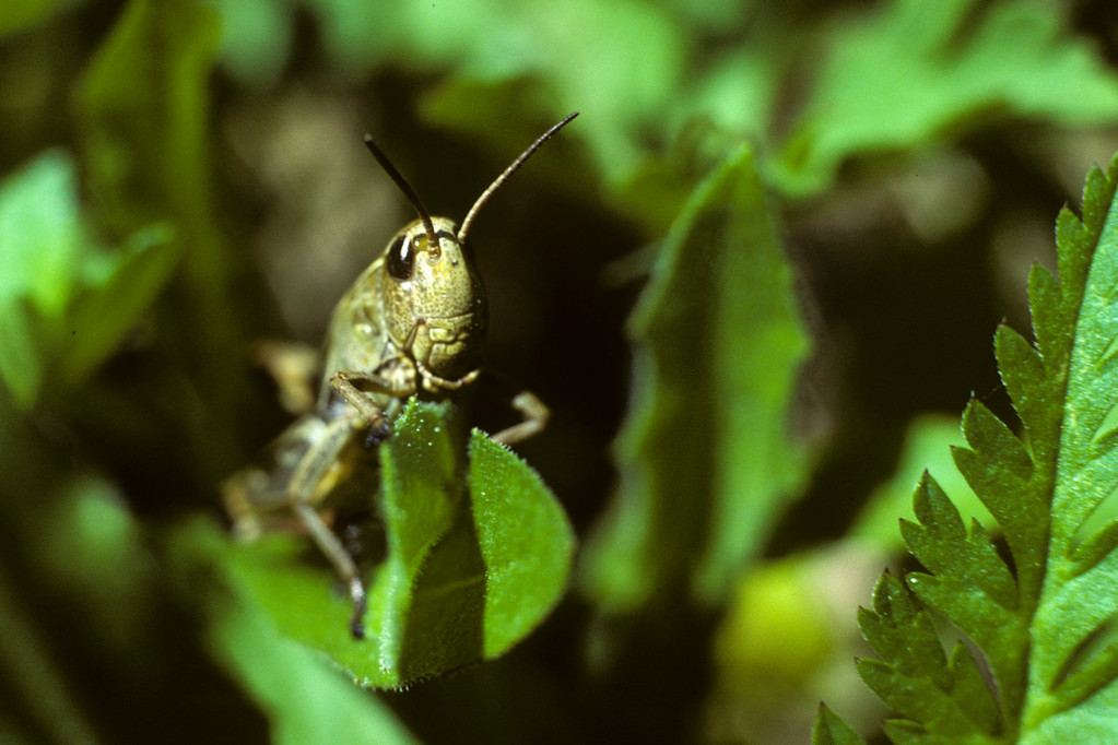 Grünes Heupferd  Tettigonia viridissima