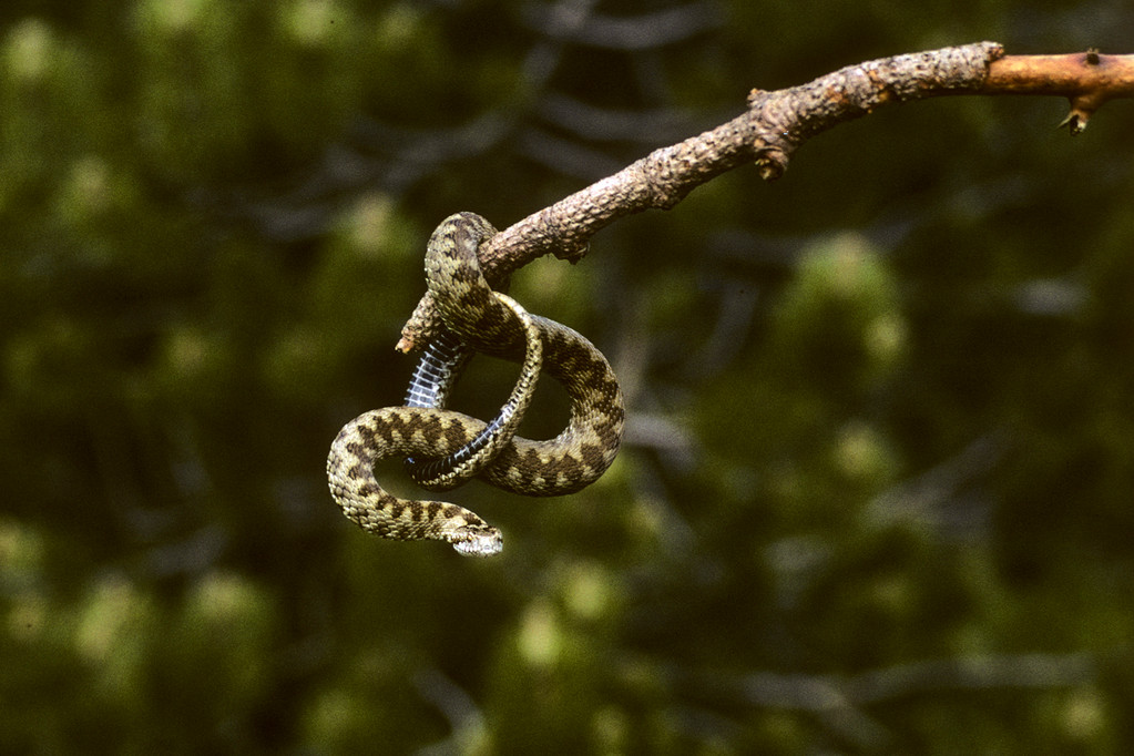 Kreuzotter  Vipera berus