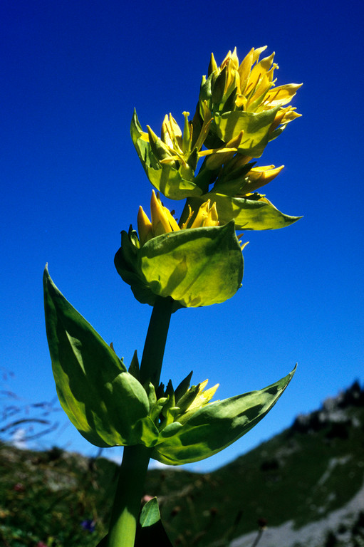 Gelber Enzian  Gentiana lutea