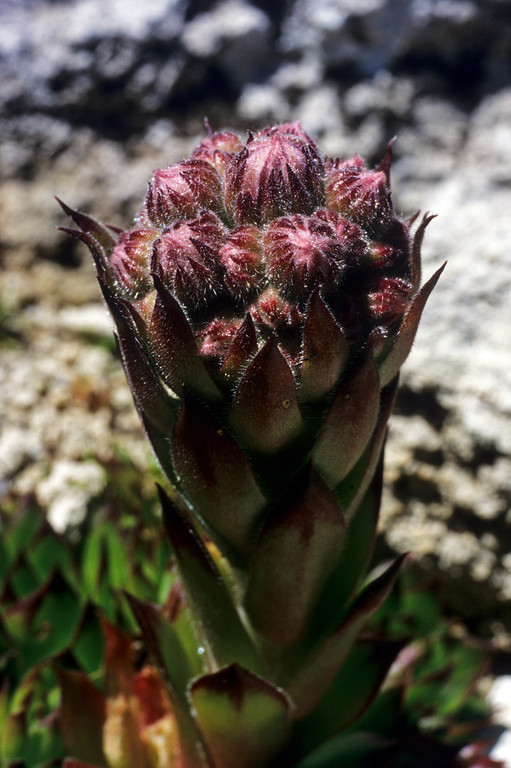 Dach-Hauswurz  Sempervivum tectorum