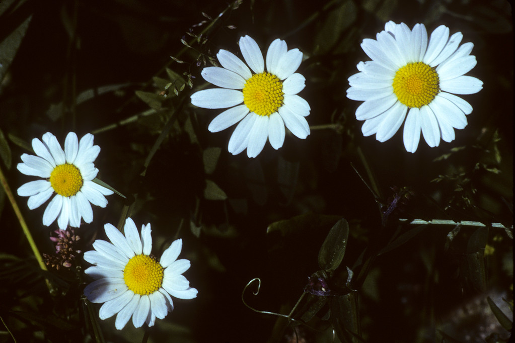 Margerite  Chrysantemum leucanthemum L.