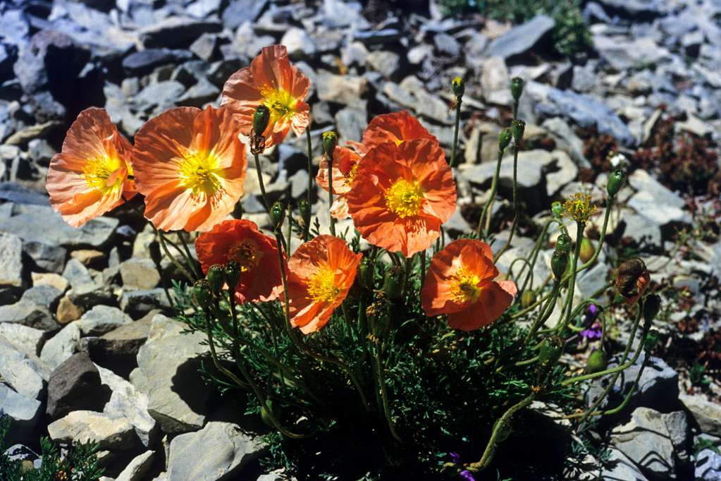 Alpen-Mohn  Papaver alpinum