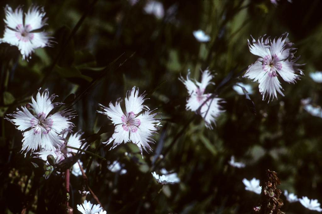 Prachtnelke  Dianthus sp.