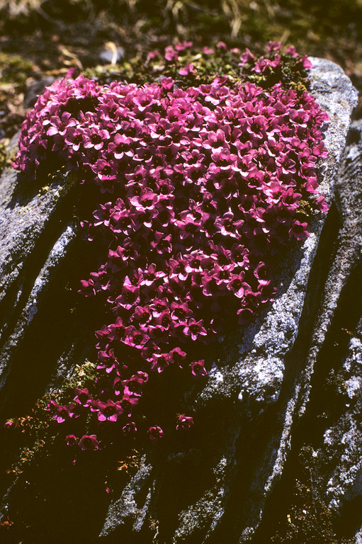 Roter Steinbrech  Saxifraga opositifolia