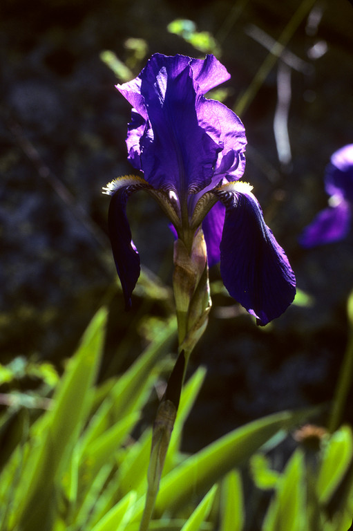 Schwertlilie  Iris germanica