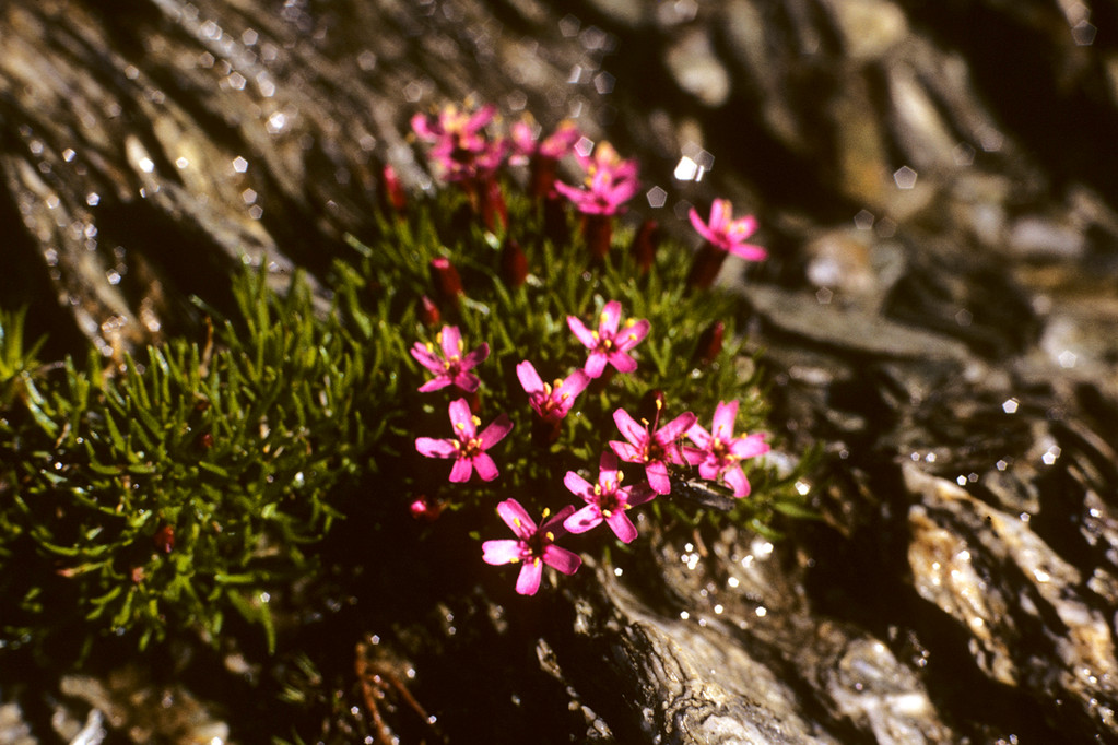 Stengelloses Leimkraut Silene acaulis