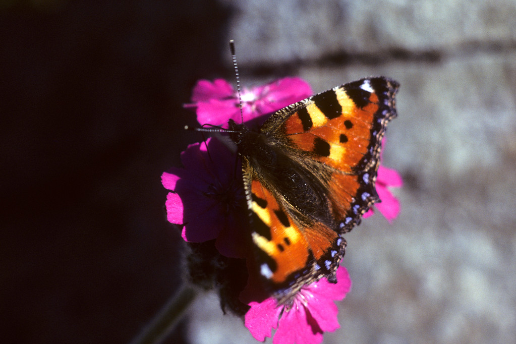 Grosser Fuchs  Nymphalis polychloros