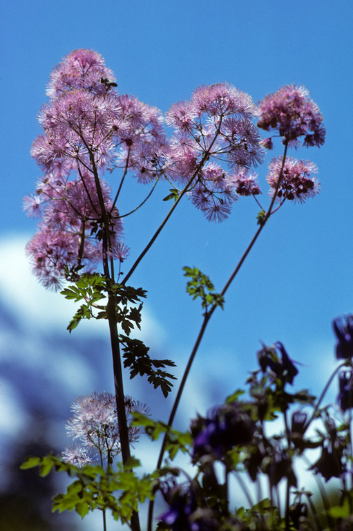 Wiesenraute  Thalictrum aquilegifolium