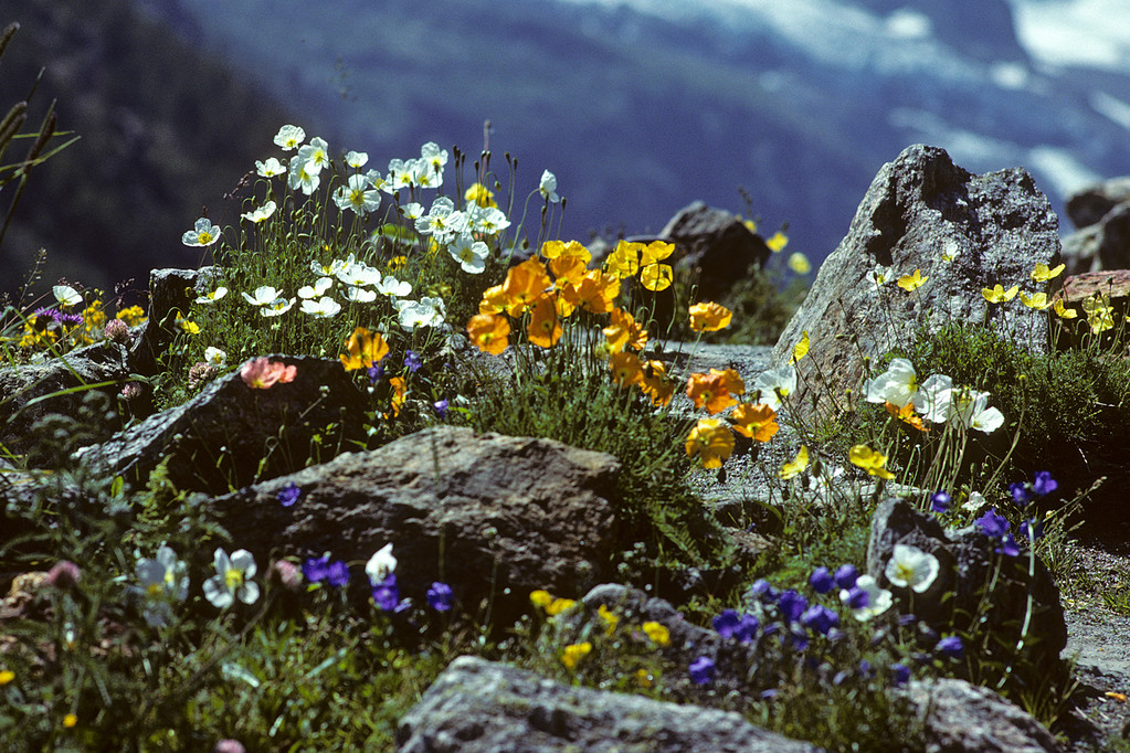 Alpen-Mohn  Papaver alpinum