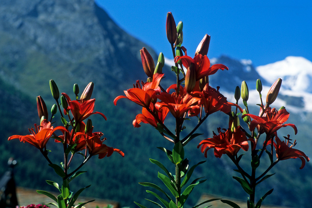 Feuer-Lilie  Lilium bulbiferum