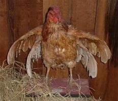 Presunto Pollo del KFC