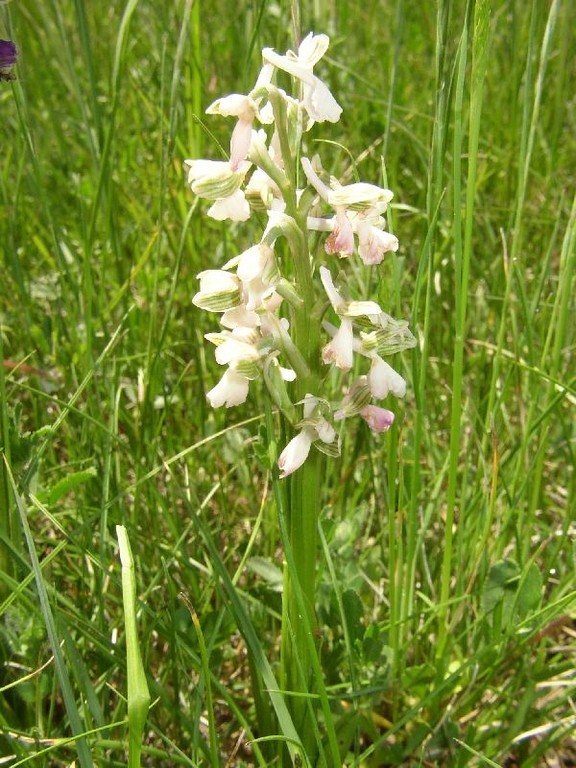 Anacamptis morio les Sieges (34) le : 27-05-2005