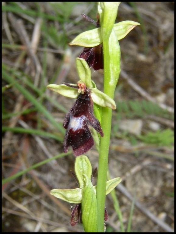 Ophrys insectifera St Georges de Luzençon (12) Le : 20-05-2004
