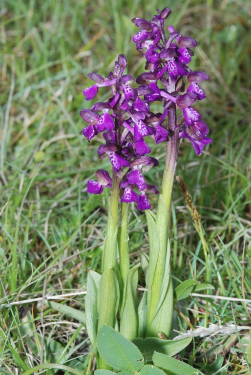 Anacamptis morio Col de Limouches (26) Le 13 Mai 2010