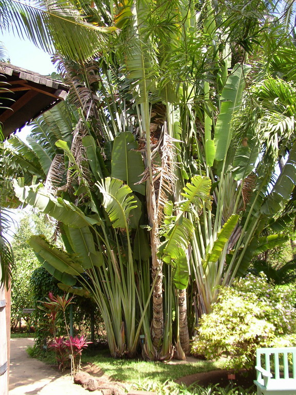 Arbre du voyageur