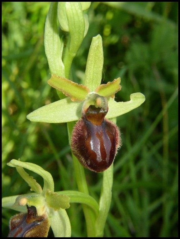 Ophrys aranifera Parahou Grand (11) Le : 07-05-2005