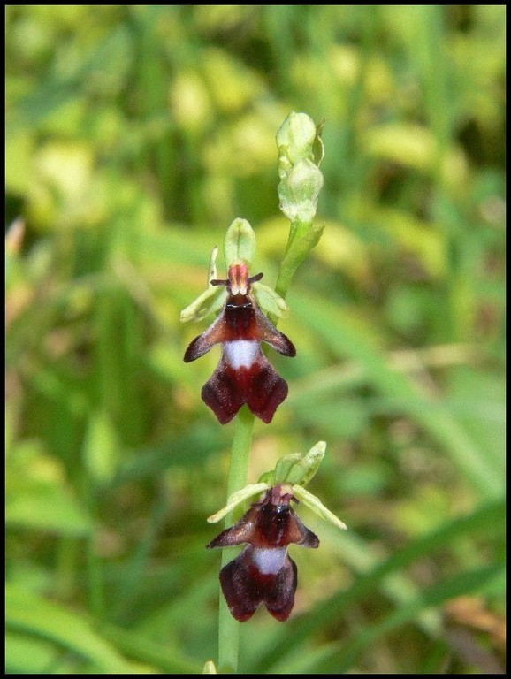 Ophrys insectifera Heurteauville (76) Le : 03-06-2007