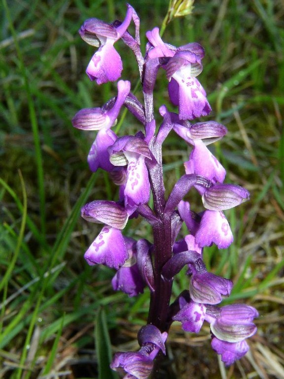 Anacamptis morio Causse de Grézalles (34) le : 16-05-2005