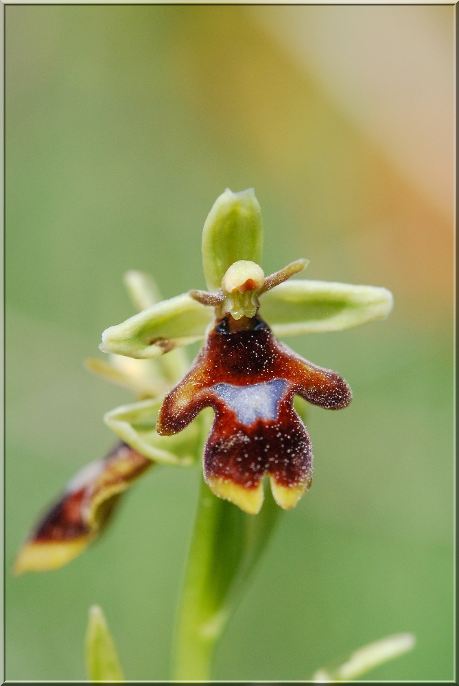 Op.aymoninii X Op.insectifera Couvertoirade (12) le 24 Mai 2015