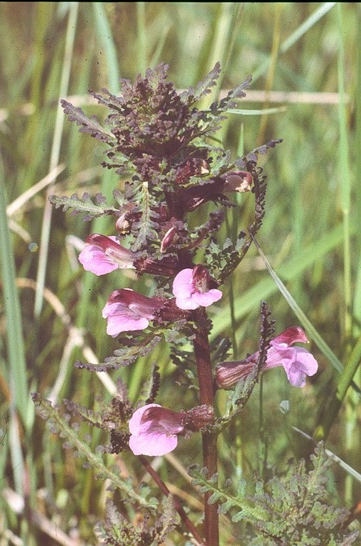 Blütenstand des Sumpfläusekrauts. Die Pflanze enthält das Gift Aucubin und wurde früher zur Bekämpfung von Kopfläusen verwendet.  Foto: Hans-J. Ropers