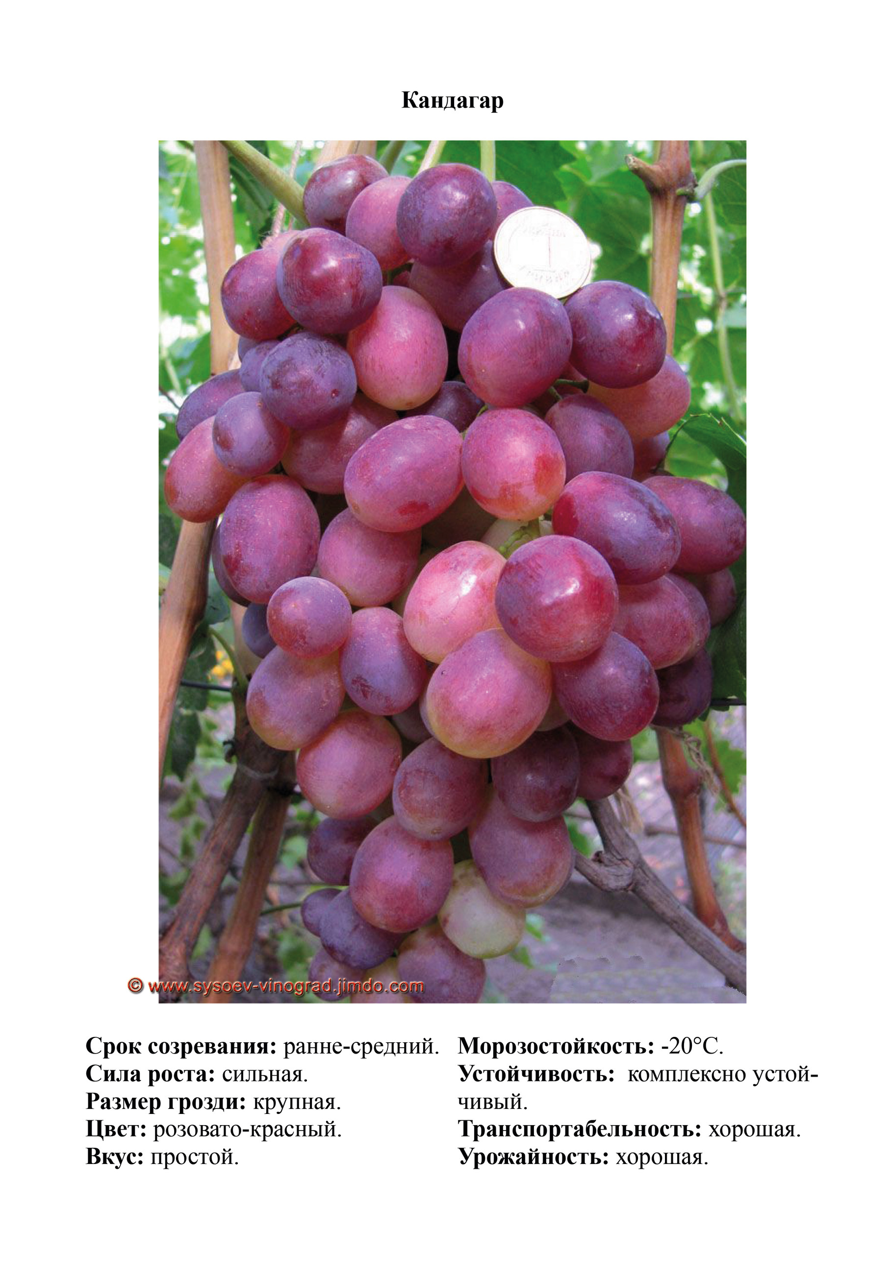 Виноград Сорт Шоколадный Фото