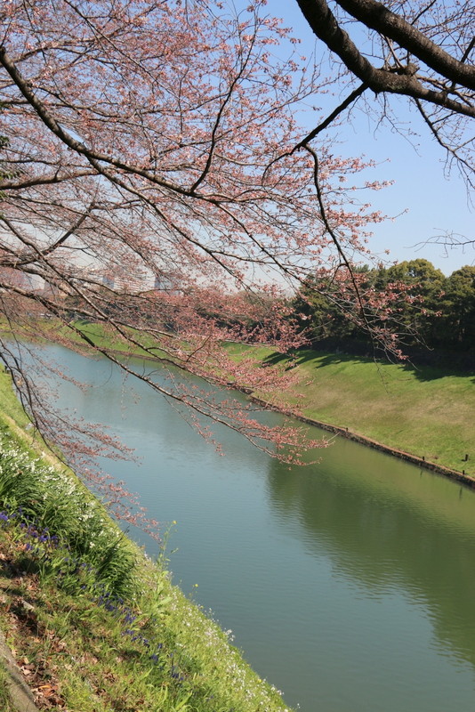 皇居 桜
