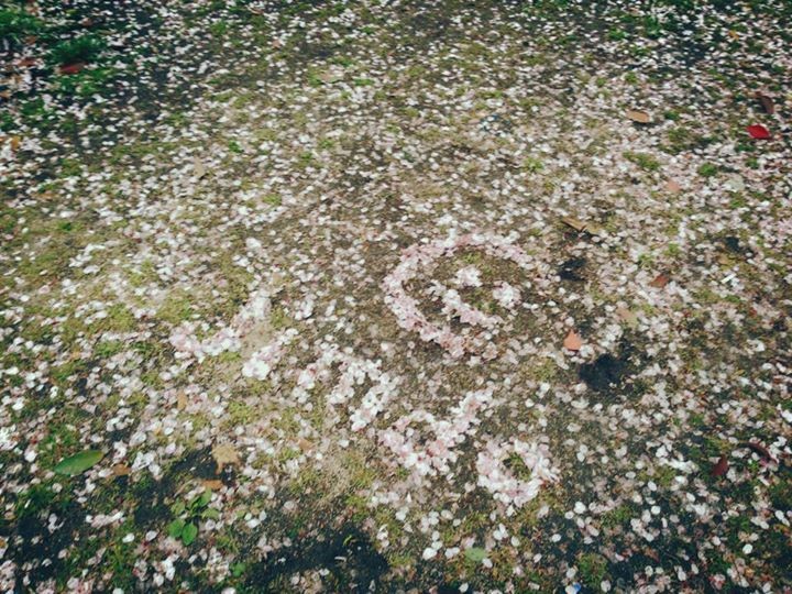 Jimdo 桜