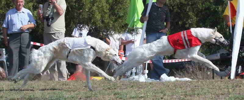 European Coursing Championship 2012 in Hungary, pics by R.Schock