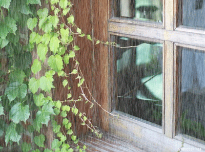 Ветка стучит в окно. Ветки на окна. Летний дождь в окне. Дождь в окно стучится. Ветер в окно.