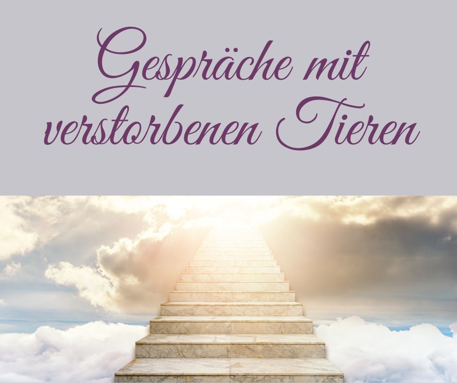 Verstorbene Tiere Tierkommunikation De Anima