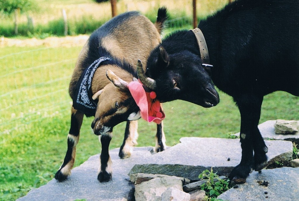 YENTL *1. November 1997 12. September 2004 Schmidts tierische