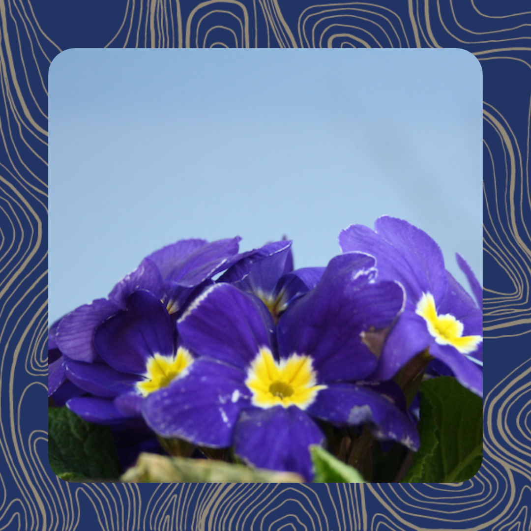 FIT IN DEN FRÜHLING MIT DER ÜBUNG DES MONATS MÄRZ