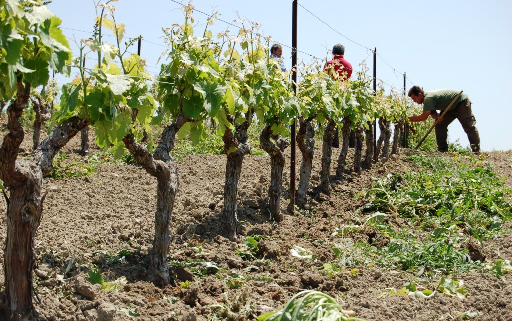 Vigneto, Cultivar Vermentino di Sardegna, Gesico CA