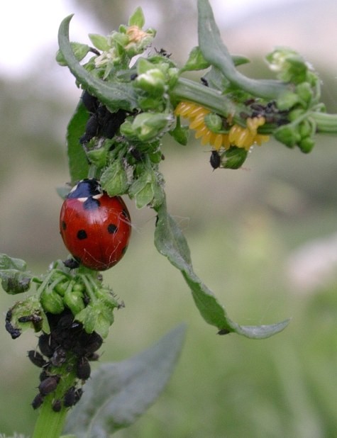 Coccinella 7-punctata su pianta di Rumex pulcher vicino alle uova (gialle) deposte dove le larve appena nate troveranno subito cibo abbondante